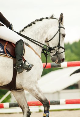 Portrait of jumping horse in move