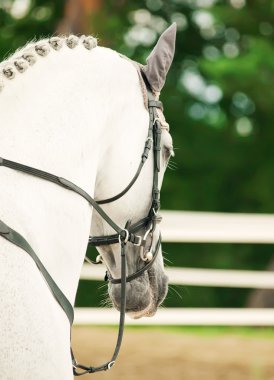 Portrait of jumping white horse in move