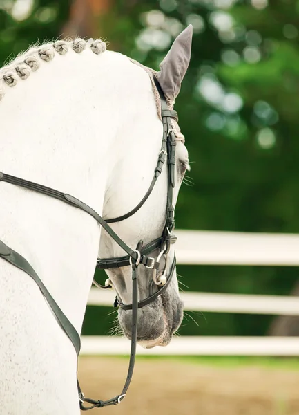 Портрет прыгающей белой лошади в движении — стоковое фото