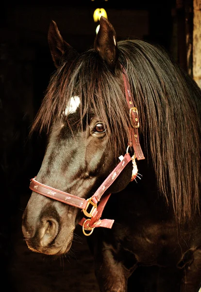 Portrait of bay horse in dark — Stock Photo, Image