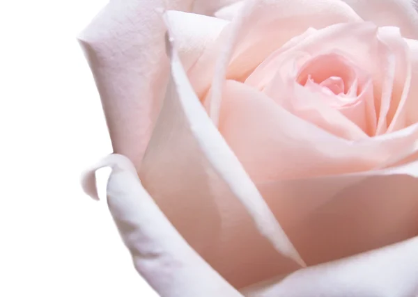 Roze zachte rose geïsoleerd op wit — Stockfoto
