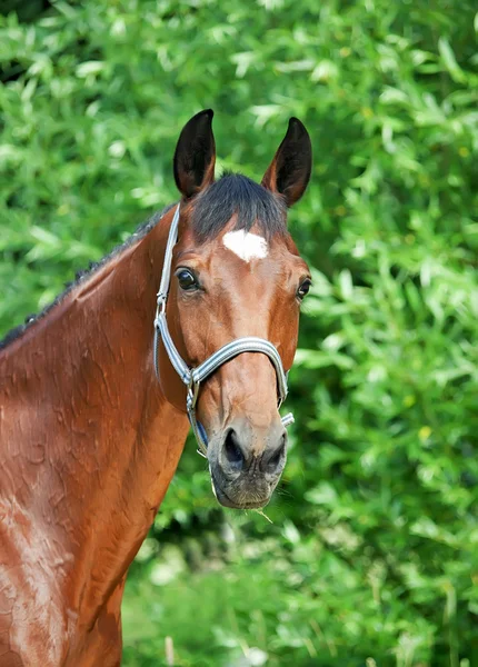 Portrait of nice bay breed mare — Stock Photo, Image