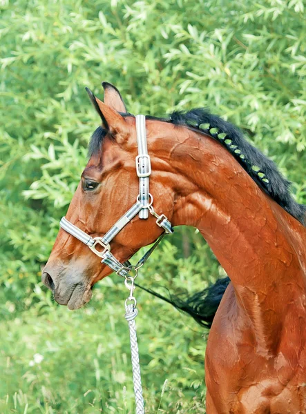 Portrait of beautiful bay breed mare — Stock Photo, Image