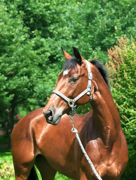 Wonderful bay breed mare — Stock Photo, Image