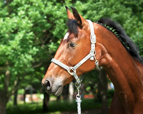 美しい湾品種馬の肖像画 — ストック写真