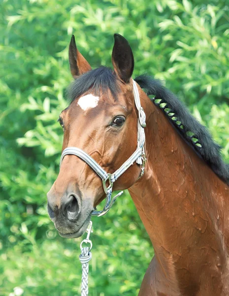Wonderful bay breed mare — Stock Photo, Image