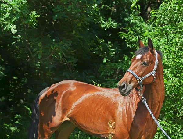 Stock image Portrait of amazing bay mare