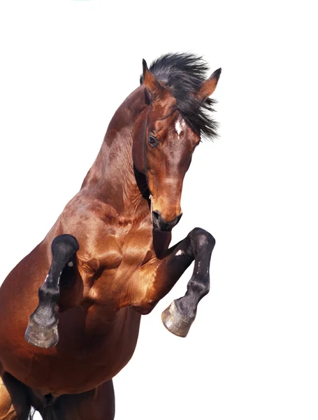 Bay horse fokken geïsoleerd op wit — Stockfoto