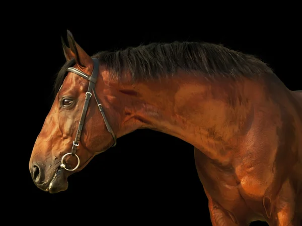 Güzel at üstünde siyah izole portresi — Stok fotoğraf