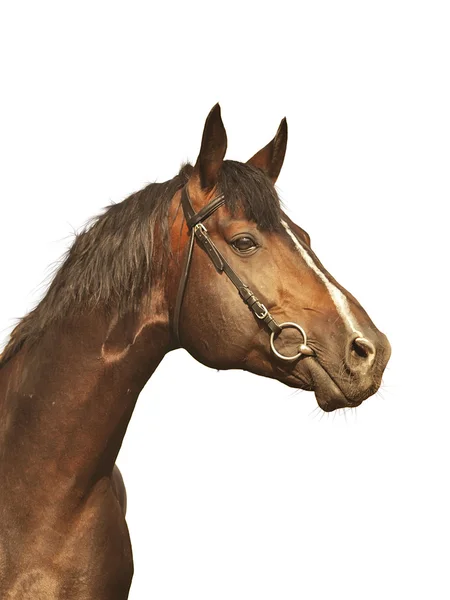 Retrato vertical de cavalo bonito isolado em branco — Fotografia de Stock