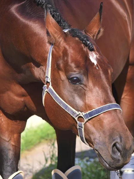 Portrait of bay nice sportive horse — Stock Photo, Image