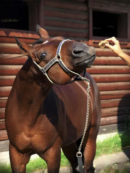 Lezzetli at için — Stok fotoğraf