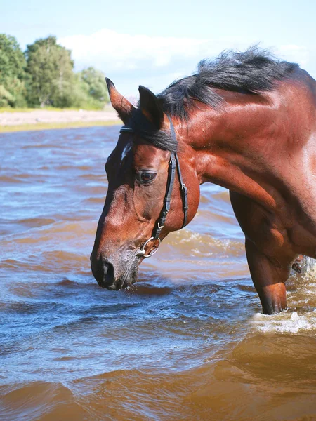 Belo cavalo de baía na água — Fotografia de Stock