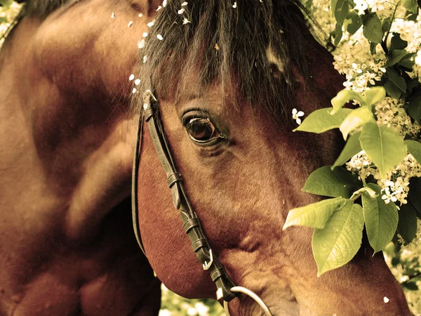 Retrato de hermoso caballo de la bahía primer plano arte tonificado —  Fotos de Stock