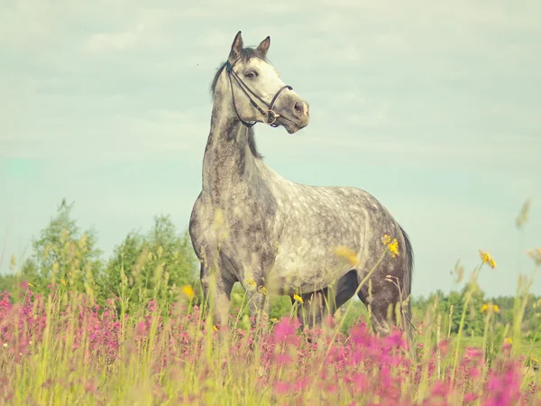 緑花フィールド アート美しい灰色のスポーツ馬トーン — ストック写真