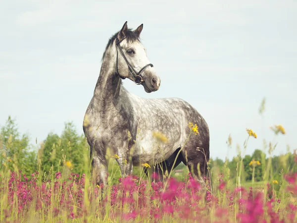 Beautiful grey sportive horse in green blossom field art toned — Stock Photo, Image