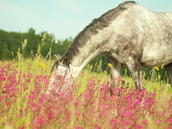緑の花のフィールドでの灰色の馬の放牧 — ストック写真