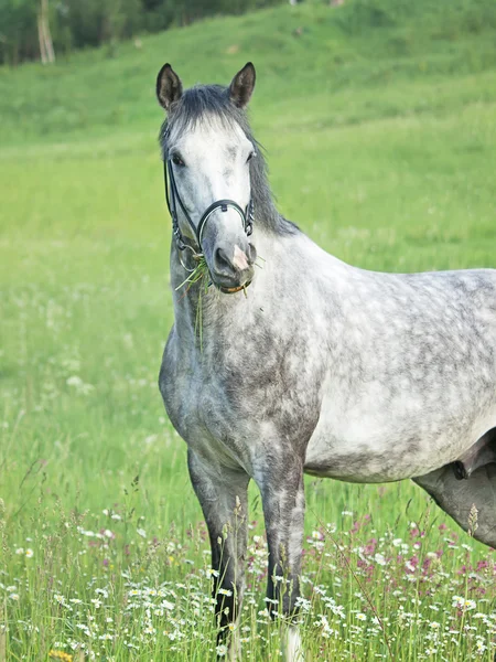 Belo cavalo esportivo cinza no campo de flores verdes — Fotografia de Stock
