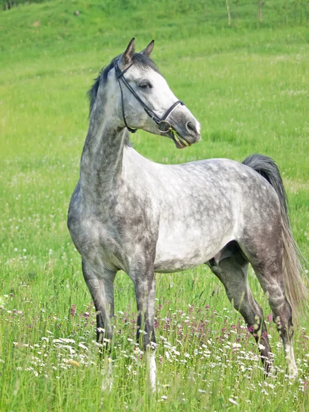Schönes Schimmel-Sportpferd in grünem Blütenfeld — Stockfoto