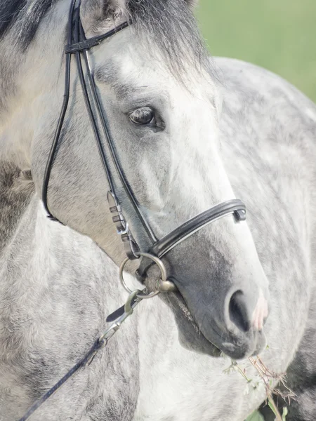 Portrait of nice grey horse closeup — Stock Photo, Image