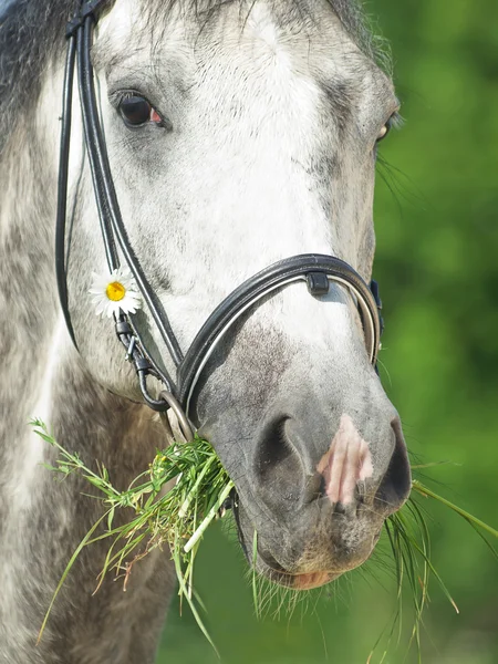 Portret van grijze paard met camamille close-up — Stockfoto