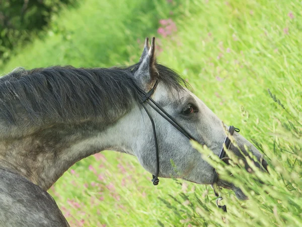 Retrato de caballo gris pastando en campo verde — Foto de Stock