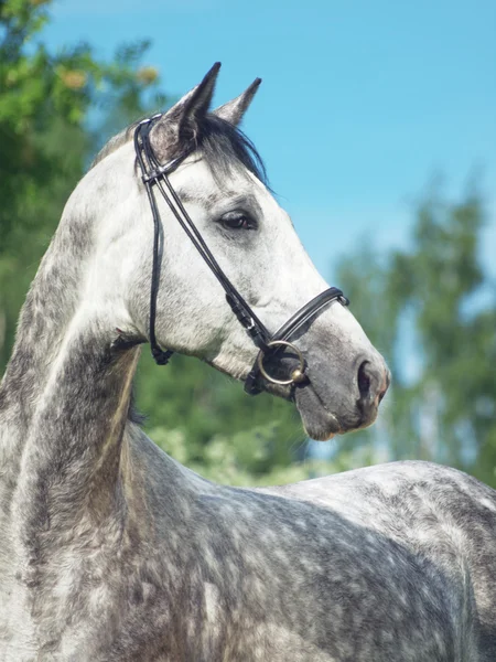 Hermoso caballo gris en el campo de verano verde —  Fotos de Stock