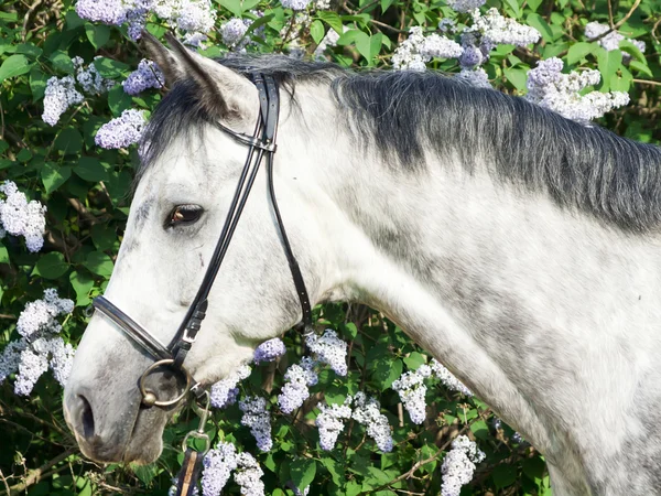 Portrait of grey horse at blossom bush background — Stock Photo, Image
