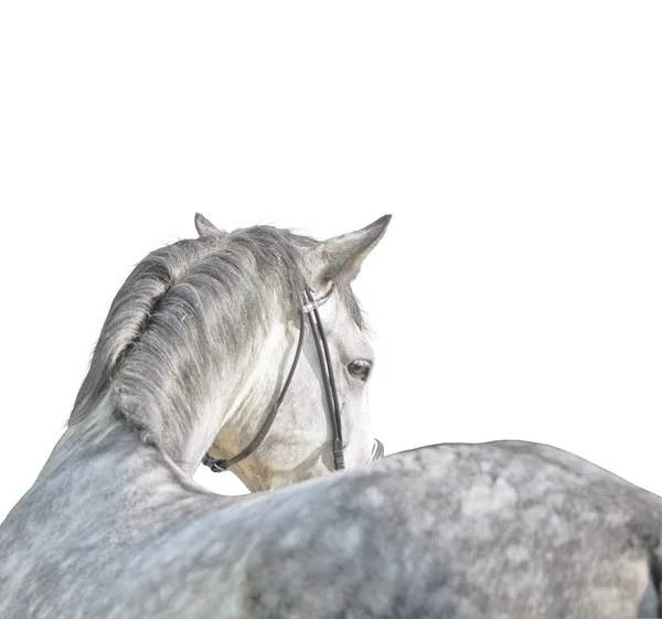 Soft grey around horse isolated — Stock Photo, Image