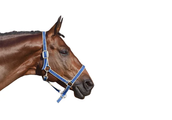 Porträt eines erstaunlichen sportlichen Pferdes im Halfter isoliert auf weiß — Stockfoto