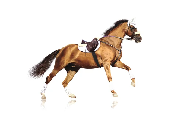 Скачущая спортивная лошадь без всадника в седле, изолированная на белом — стоковое фото