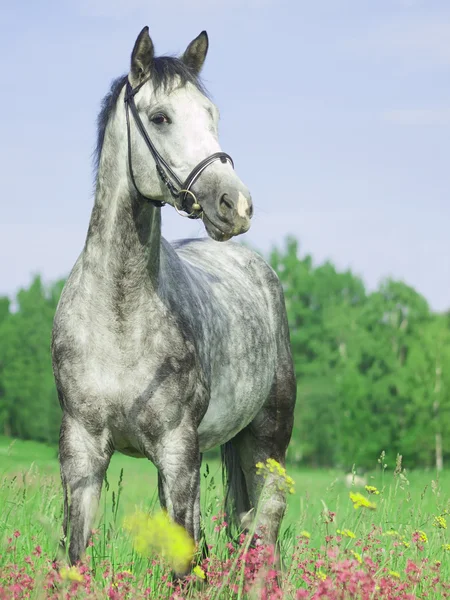 ม้าพันธุ์สีเทาสวยงามในสนามดอกไม้สีเขียว — ภาพถ่ายสต็อก