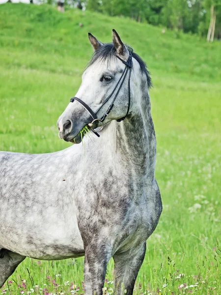 Beautiful grey breed horse in green blossom field — Stock Photo, Image