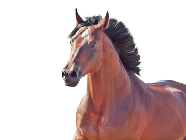 Porträtt av springande häst isolerad på vit — Stockfoto