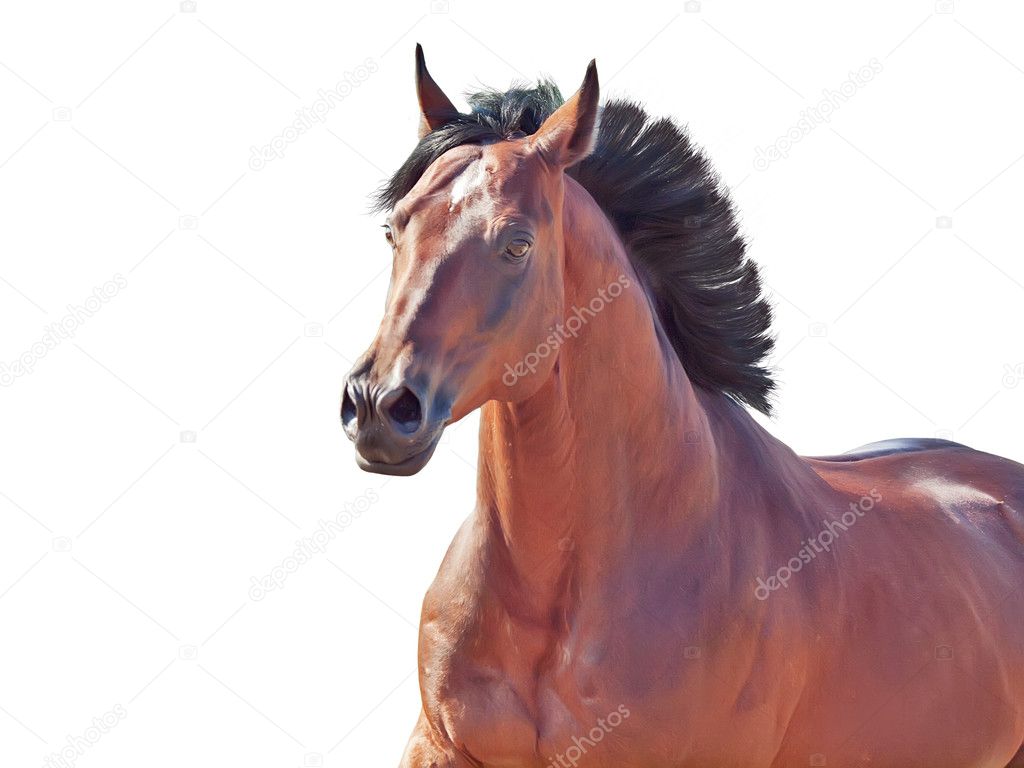 Portrait of running horse isolated on white