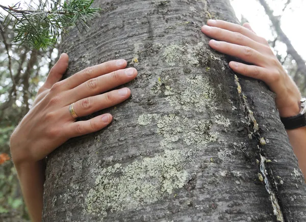 Abraçador de árvore — Fotografia de Stock