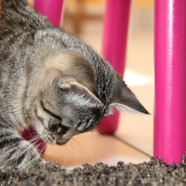 Gattino a strisce — Foto Stock