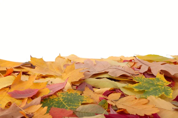 Hojas de otoño. — Foto de Stock