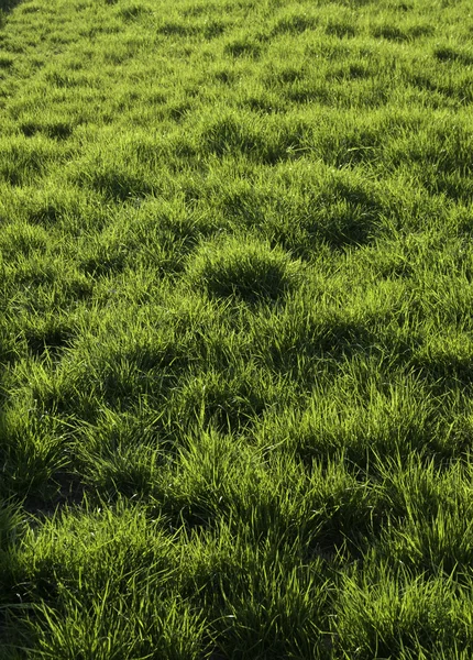 Hierba verde. —  Fotos de Stock