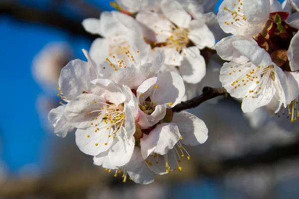 Floración de la cereza . Fotos de stock libres de derechos