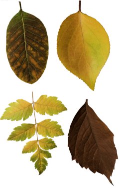 Sonbahar Yaprakları