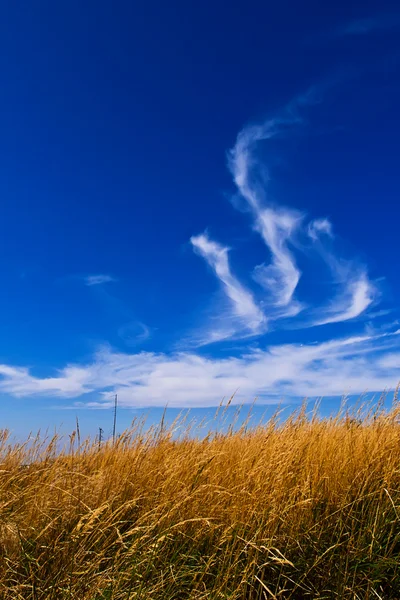 풀과 하늘 — 스톡 사진