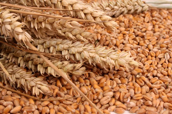Пшеница в качестве хлебобулочного изделия — стоковое фото