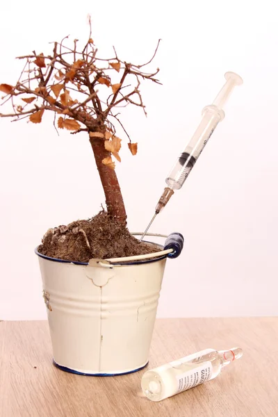 Bonsai tree in a bucket — Stock Photo, Image
