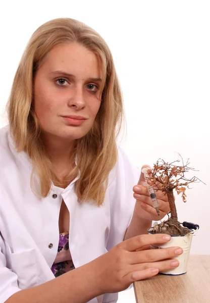 Young female laboratory worker testing dead Bonsai tree — Stock Photo, Image