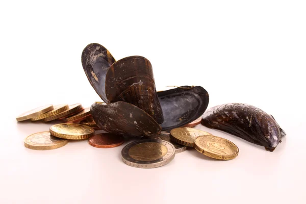 Expensive blue mussles — Stock Photo, Image