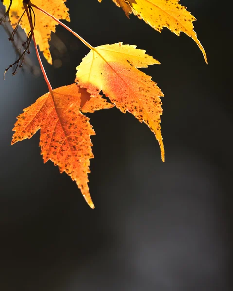 stock image Fall leafs