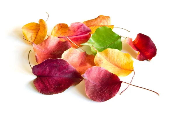 Hösten leafs — Stockfoto