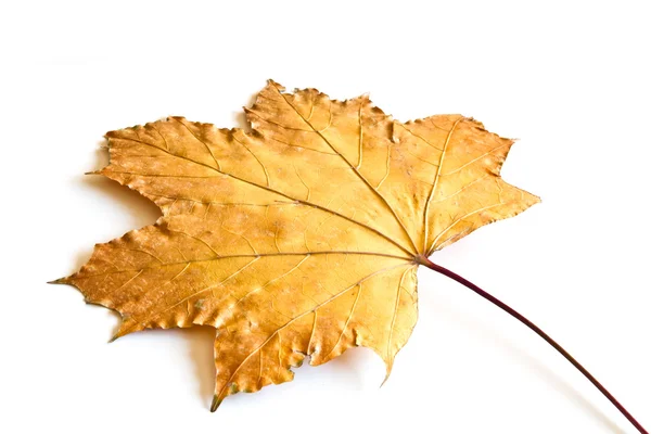 Frunză de toamnă — Fotografie, imagine de stoc