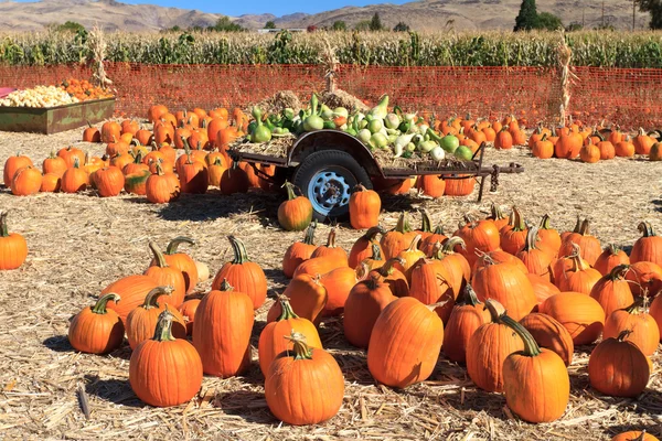 stock image Pumpkins